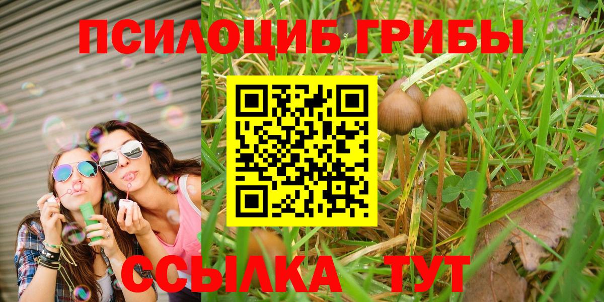 Псилоцибиновые грибы Psilocybe Избербаш